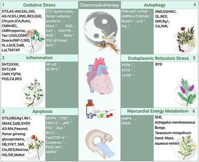 Role and molecular mechanism of traditional Chinese medicine in preventing cardiotoxicity associated with chemoradiotherapy
